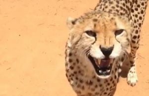 Cheetah meow