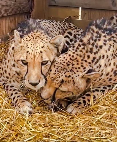 Cheetah on the left meoCheetah on the left meows in calling the one of the right who purrsw and the one of the right purrs