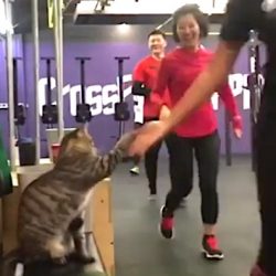 CrossFit high fives from a tabby cat