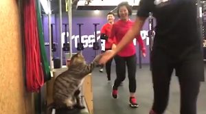 CrossFit high fives from a tabby cat