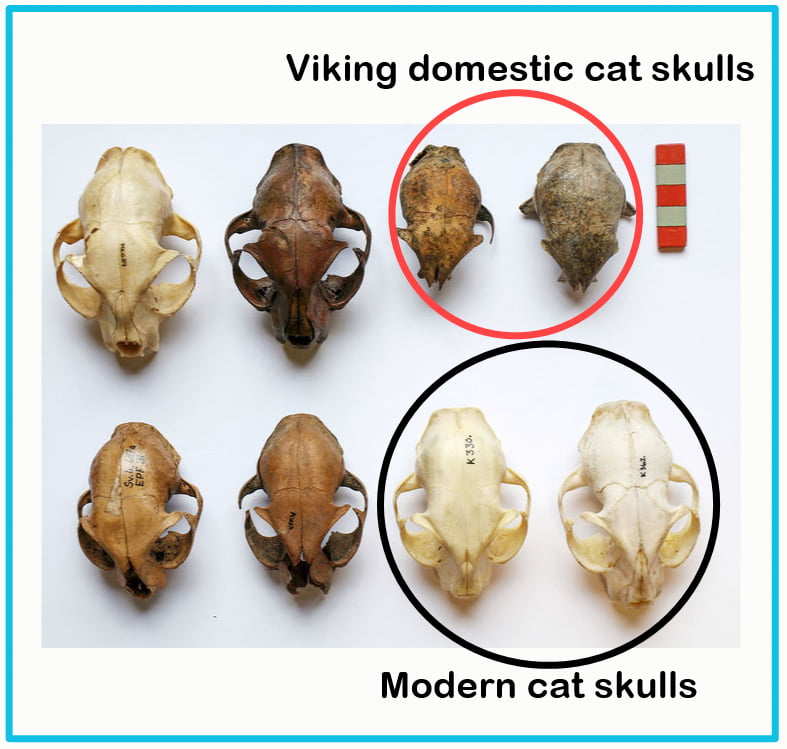 Domestic cats have got 16 percent larger in Denmark over 2000 years since Vikings