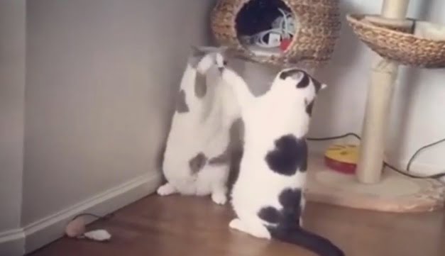 Dramatic cat fight!