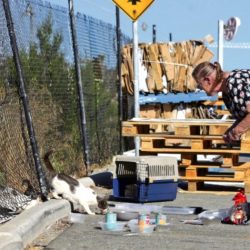 Eva Philippson feeds and cares for feral cats in Australia