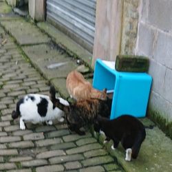 Feeding stray cats does not attract rats