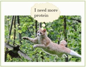 Cat needs more protein