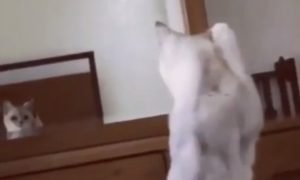 Is this cat checking to see if he is in the mirror?