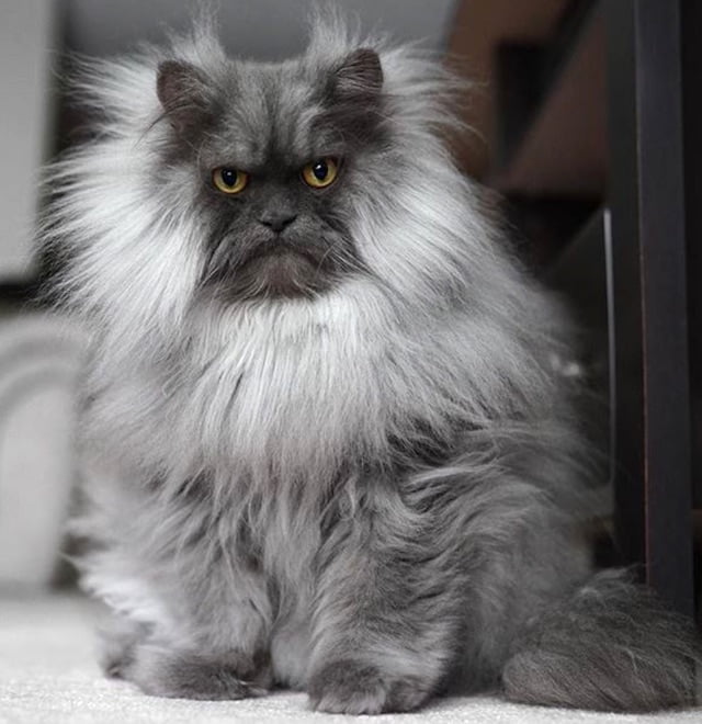 You have to see this cat. He is called Juno and he's part Burmese and part  Himalayan – PoC
