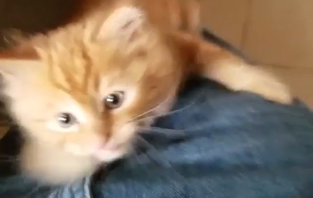 Kitten climbs guy's trousers