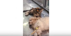 Kitten kneads puppy at vet's