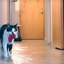 Kodi misses his human guardian very much