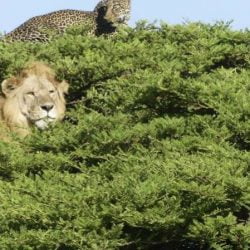 Leopard escapes lion in tree