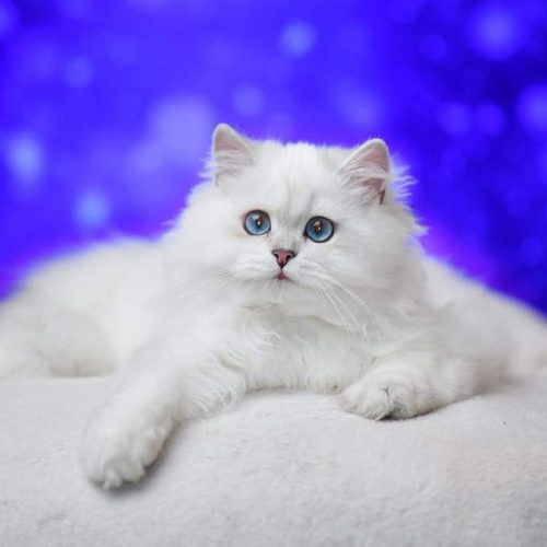 Male white British Longhair cat bred in Russia by the Golden Leris cattery