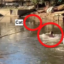 Man rescues cat from frozen lake
