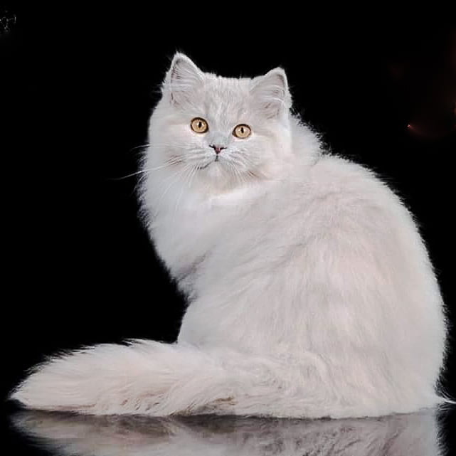 Shimmering light grey British Longhair cat