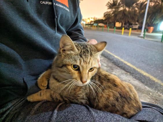 Street cat regularly jumps on this person's lap when he comes by