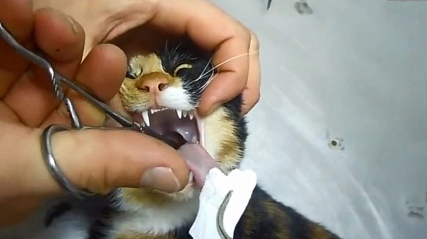 Video of vet removing fish bone from cat's throat