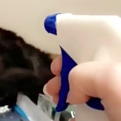 Water squirted over cat who won't move