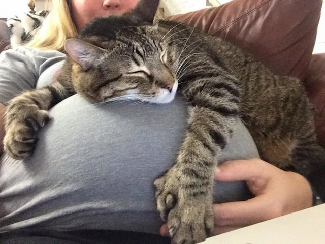 Cat lies on pregnant woman