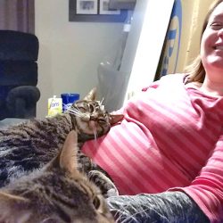 Cat lies on pregnant woman
