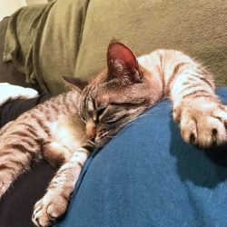 Cat lies on pregnant woman