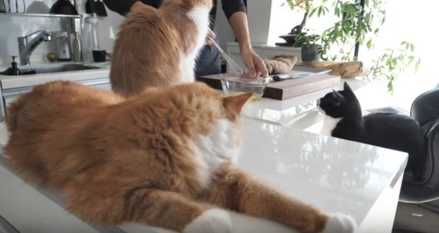 Cats and cooking