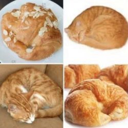 Cats looks like croissants
