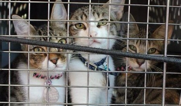 Three unwanted cats from the south ending up north