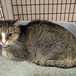 BOMBONA A RESCUE CAT