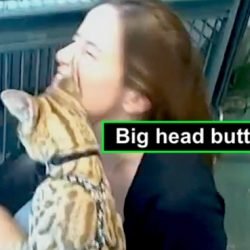 Big feline head butt