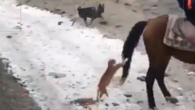 Cat grabs horse's tail and hangs on as horse gallops off