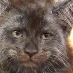 Cat-human Maine Coon