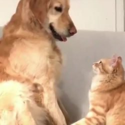 Cat to dog love behavior
