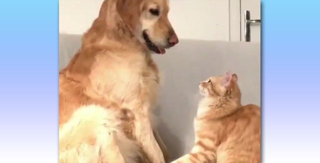 Cat to dog love behavior