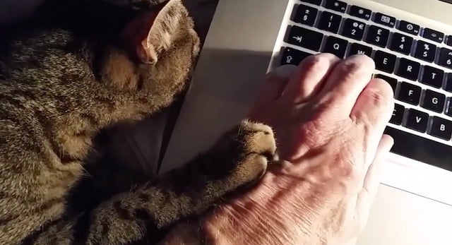 Cat touching my hand