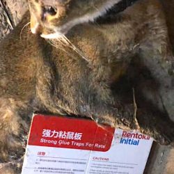 Cat trapped in a glue trap