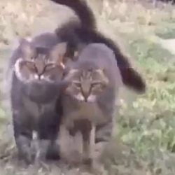 Cats show affection for each other