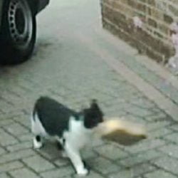 Cats 'stealing' stuff