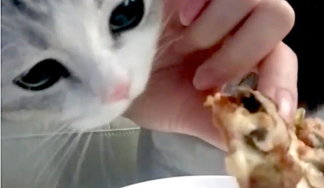 Cute cat wants to eat cute owner's dinner
