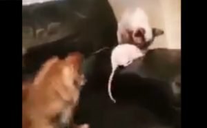 Dog rat and cat buddies