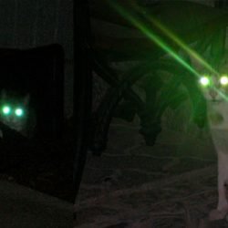 Green light glowing from the reflective layer at the back of cats' eyes
