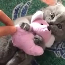 KItten defends his prey from human