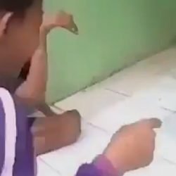 Kids provoke community cat