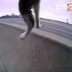 Kitten rescued from highway by police officer