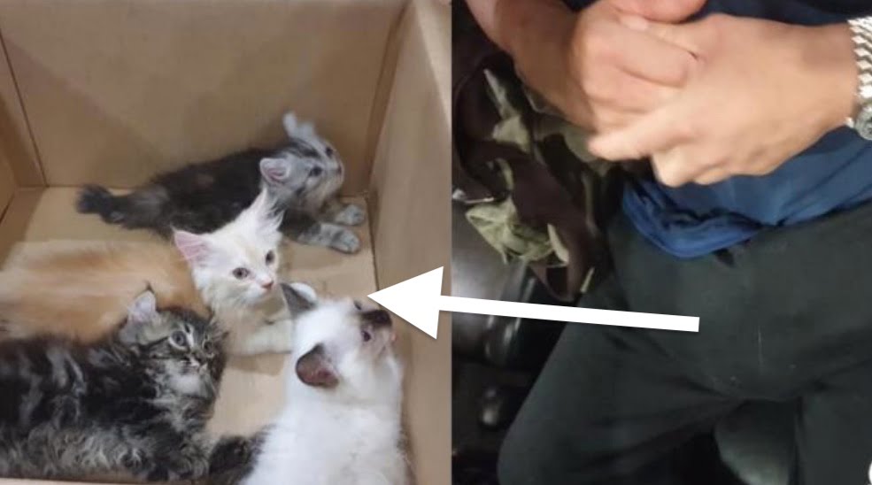 Extraordinary picture of four kittens down a man's trousers and the cute kittens once they had been removed.