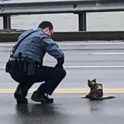 Officer assists injured cat in road