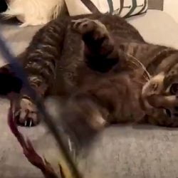 Old male cat loves teaching kittens manners