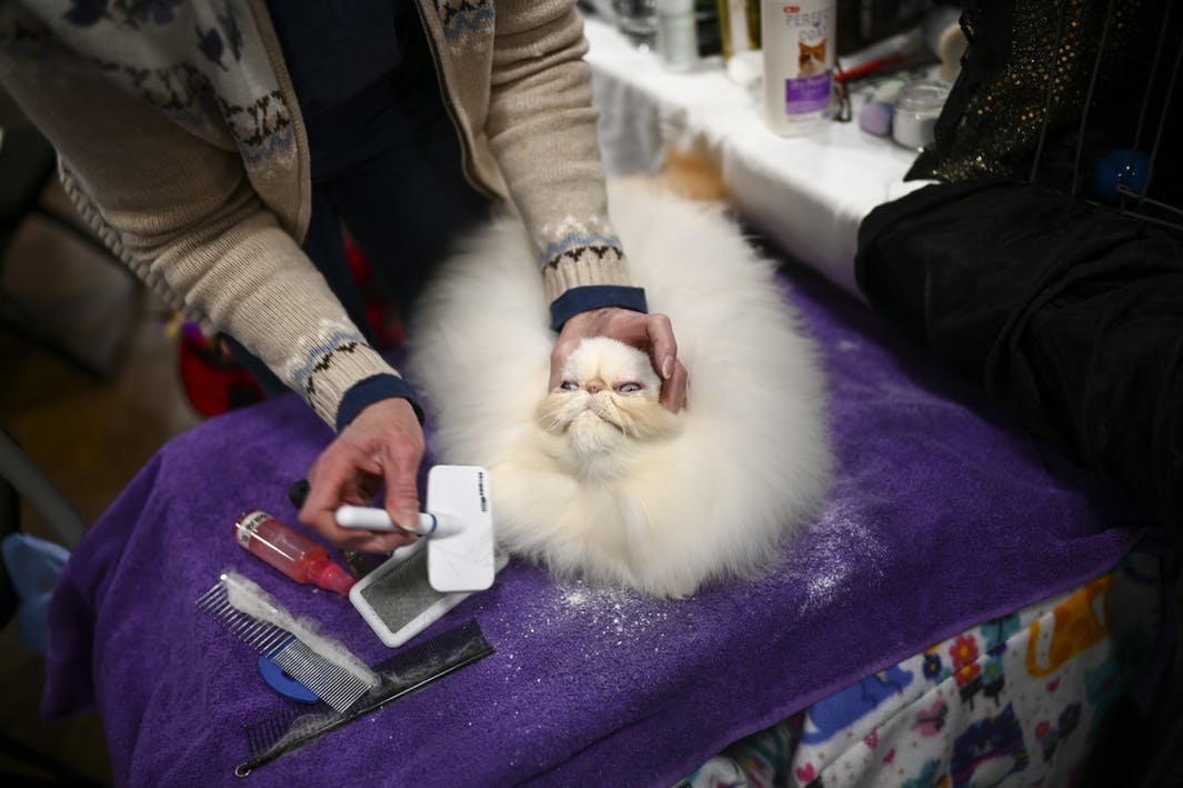 Picture of what a purebred cat goes through at a cat show before being shown