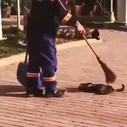 Road sweeper brushes street cat