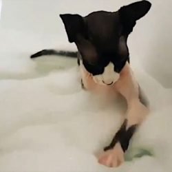 Sphynx cat plays with bubble bath
