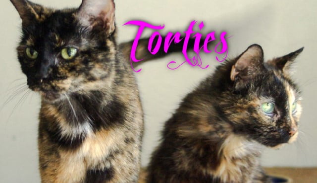 Torties are female